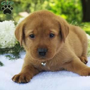 Forest, Fox Red Labrador Retriever Puppy